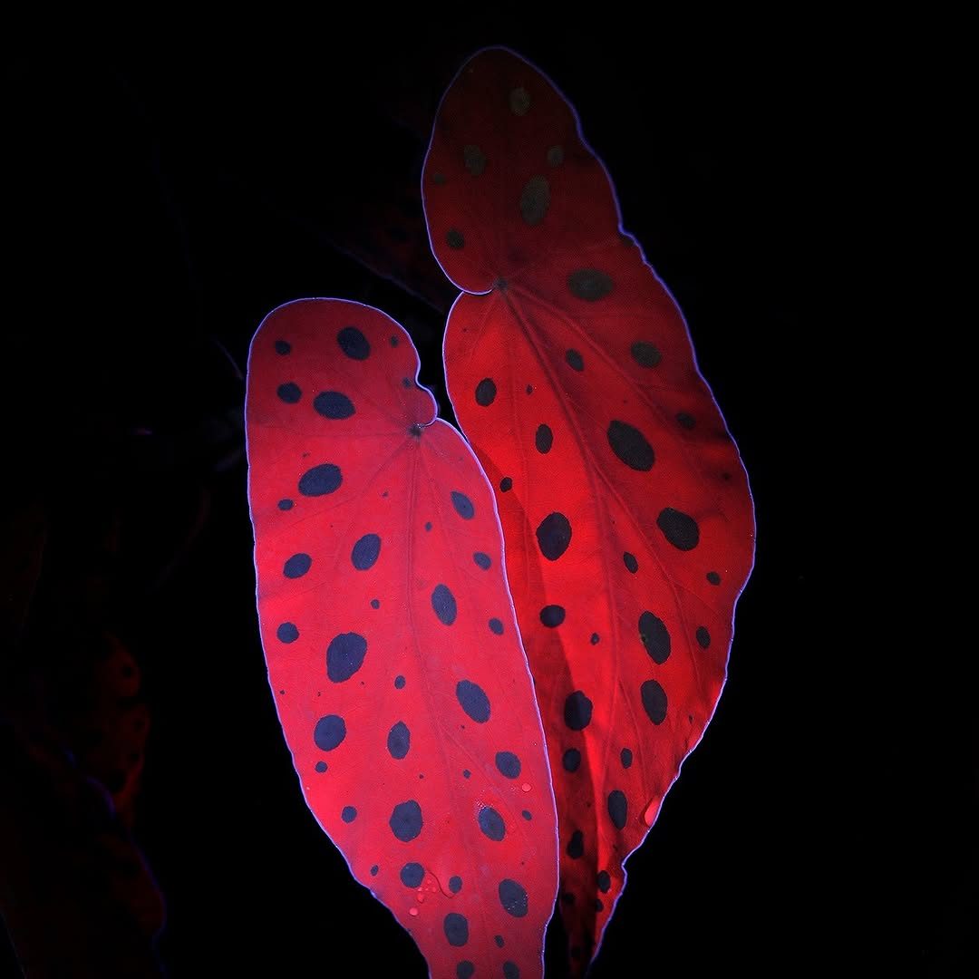De Pracht van de Nacht – Night Photography — Hortus Botanicus Leiden, Saturday, 24 October 2026